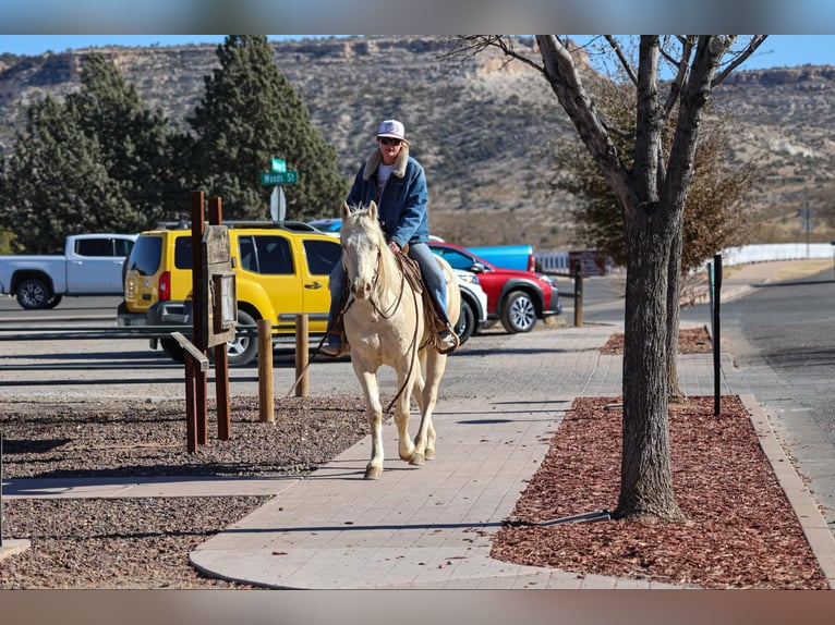 American Quarter Horse Ruin 7 Jaar 152 cm Cremello in Camp Verde AZ