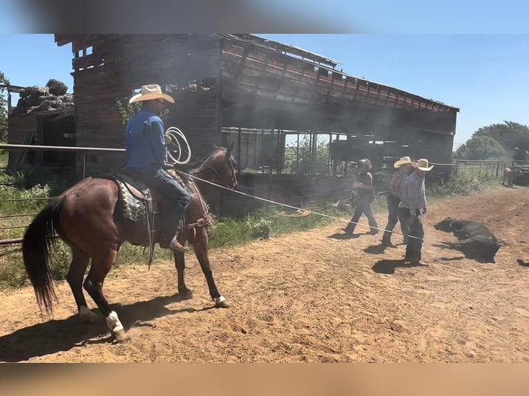 American Quarter Horse Ruin 7 Jaar 152 cm Donkerbruin in Graham TX