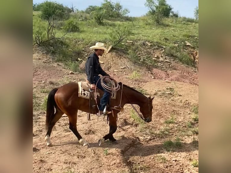 American Quarter Horse Ruin 7 Jaar 152 cm Donkerbruin in Graham TX