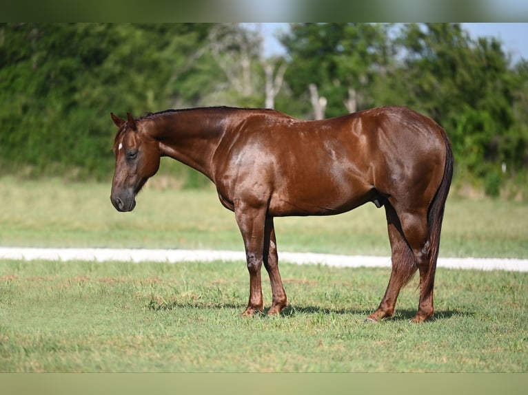 American Quarter Horse Ruin 7 Jaar 152 cm Donkere-vos in Waco