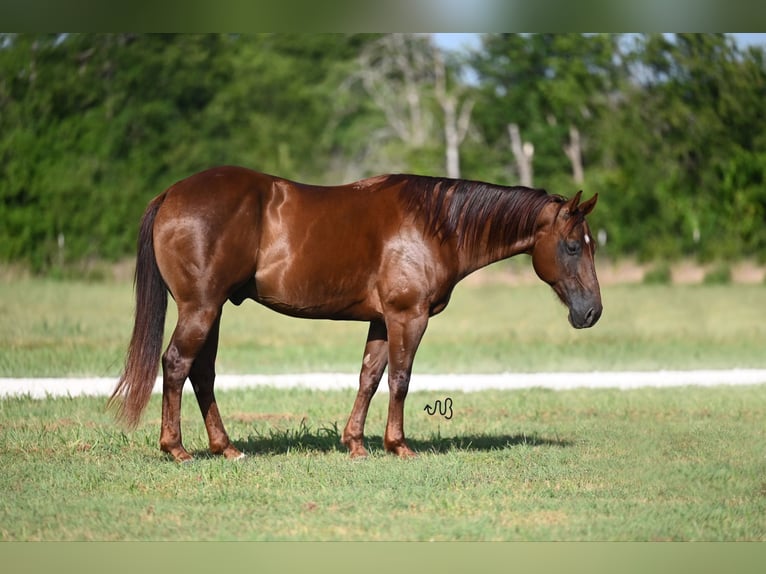 American Quarter Horse Ruin 7 Jaar 152 cm Donkere-vos in Waco