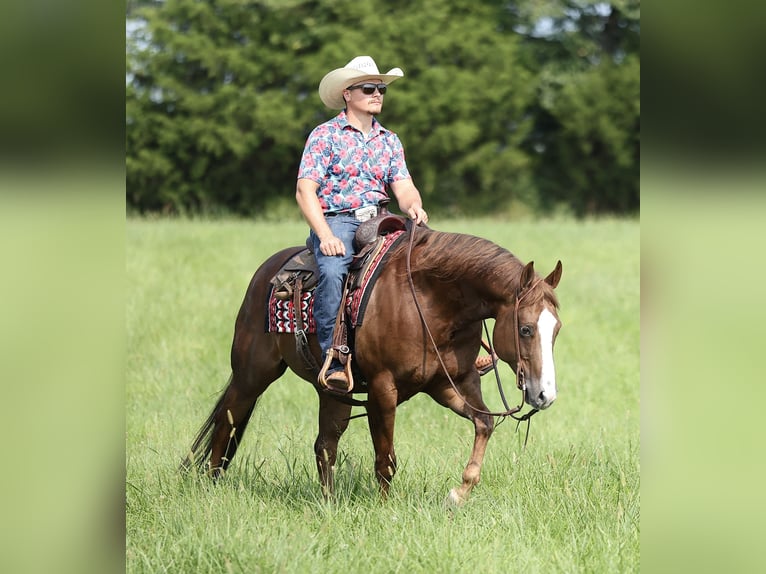 American Quarter Horse Ruin 7 Jaar 152 cm Donkere-vos in Buffalo