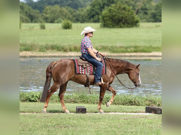 American Quarter Horse Ruin 7 Jaar 152 cm Donkere-vos in Buffalo