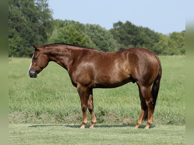 American Quarter Horse Ruin 7 Jaar 152 cm Donkere-vos in Buffalo