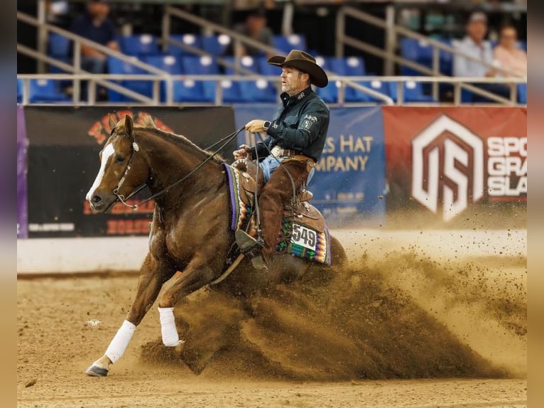 American Quarter Horse Ruin 7 Jaar 152 cm Donkere-vos in Buffalo