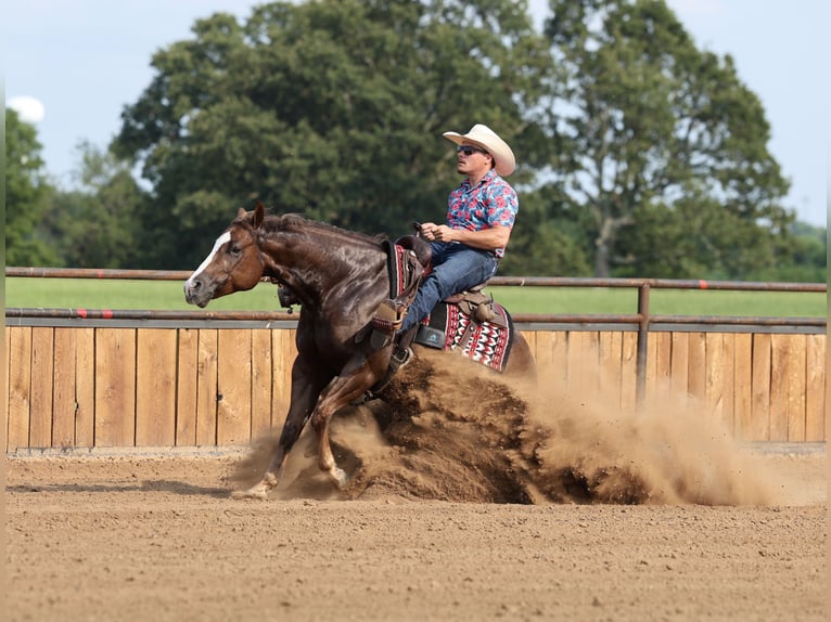 American Quarter Horse Ruin 7 Jaar 152 cm Donkere-vos in Buffalo