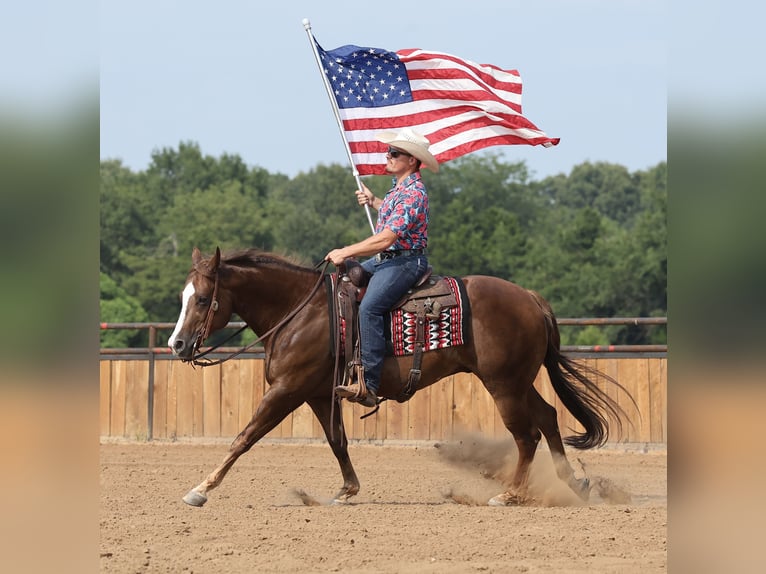 American Quarter Horse Ruin 7 Jaar 152 cm Donkere-vos in Buffalo