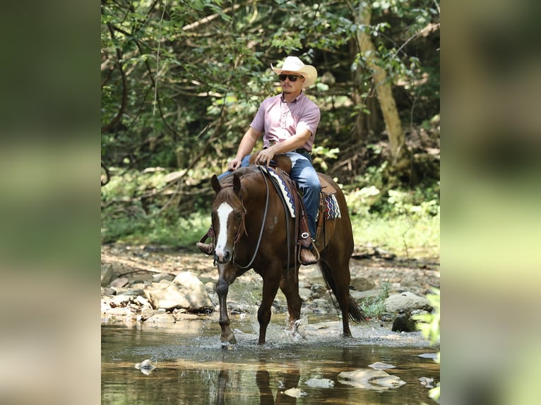 American Quarter Horse Ruin 7 Jaar 152 cm Donkere-vos in Buffalo