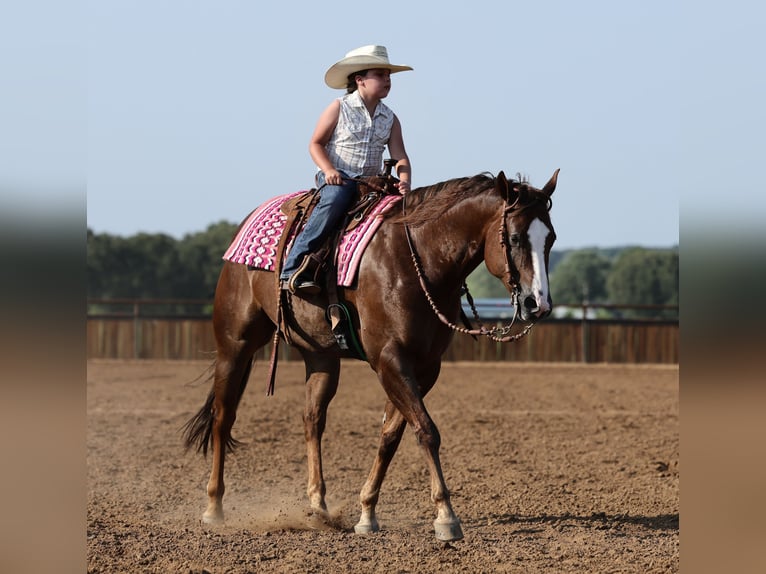 American Quarter Horse Ruin 7 Jaar 152 cm Donkere-vos in Buffalo