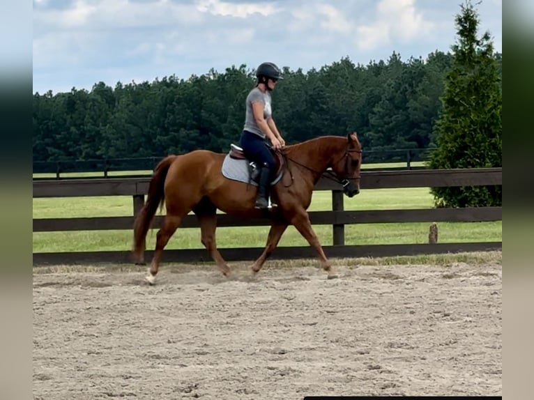 American Quarter Horse Ruin 7 Jaar 152 cm Donkere-vos in Johnston, SC