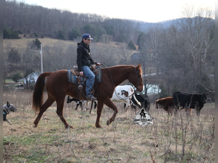 American Quarter Horse Ruin 7 Jaar 152 cm Donkere-vos in Mount Vernon