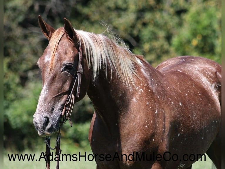 American Quarter Horse Ruin 7 Jaar 152 cm Donkere-vos in Mount Vernon