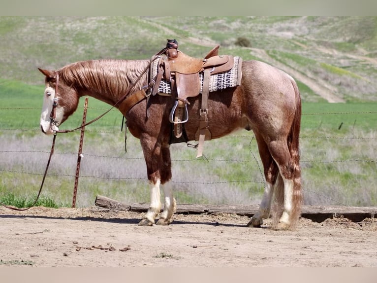 American Quarter Horse Ruin 7 Jaar 152 cm Donkere-vos in Paicines CA