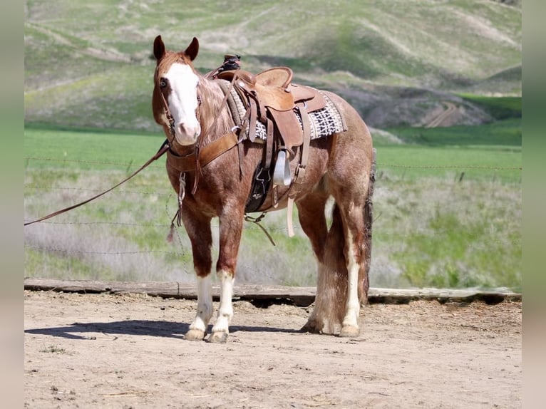 American Quarter Horse Ruin 7 Jaar 152 cm Donkere-vos in Paicines CA