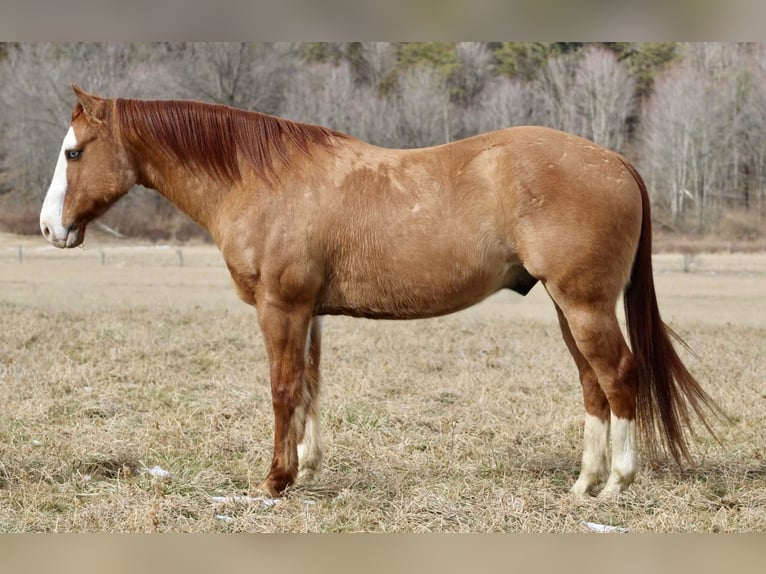 American Quarter Horse Ruin 7 Jaar 152 cm Falbe in Beaver Springs, PA