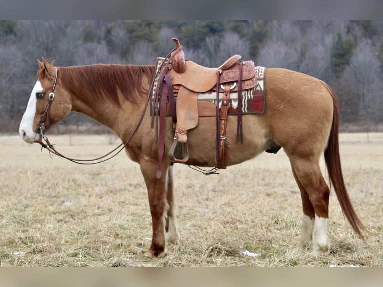 American Quarter Horse Ruin 7 Jaar 152 cm Falbe in Beaver Springs, PA