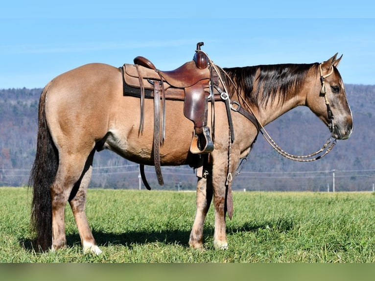 American Quarter Horse Ruin 7 Jaar 152 cm Grullo in Rebersburg