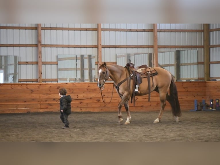 American Quarter Horse Ruin 7 Jaar 152 cm Grullo in Rebersburg