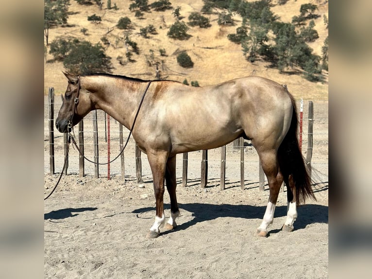 American Quarter Horse Ruin 7 Jaar 152 cm Grullo in Bitterwater, CA
