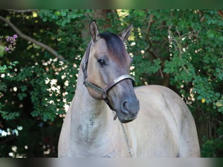 American Quarter Horse Ruin 7 Jaar 152 cm Grullo in fuquay varina