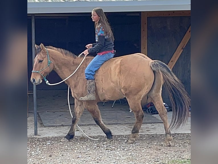 American Quarter Horse Ruin 7 Jaar 152 cm Lichtbruin in Los Angeles