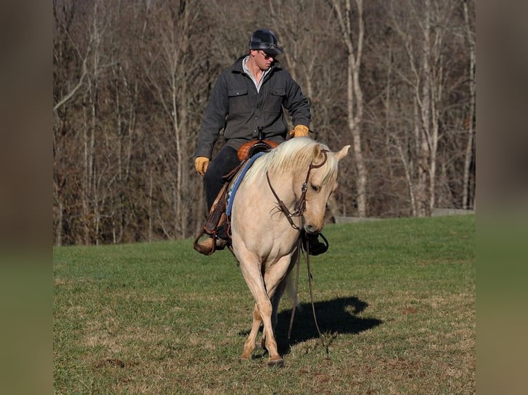 American Quarter Horse Ruin 7 Jaar 152 cm Palomino in Mount Vernon