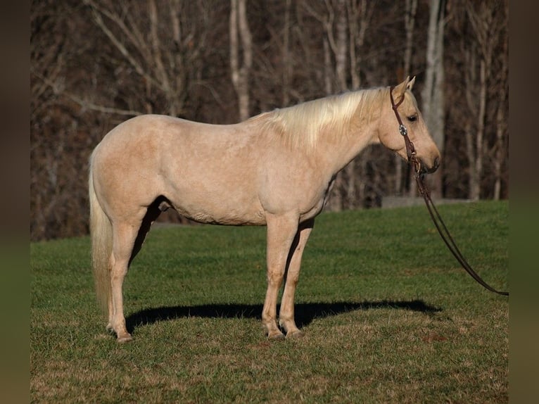 American Quarter Horse Ruin 7 Jaar 152 cm Palomino in Mount Vernon