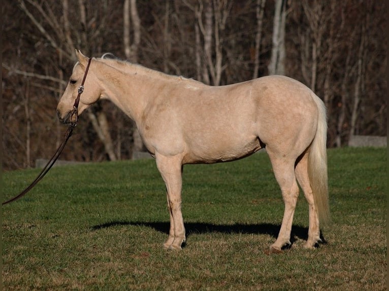 American Quarter Horse Ruin 7 Jaar 152 cm Palomino in Mount Vernon