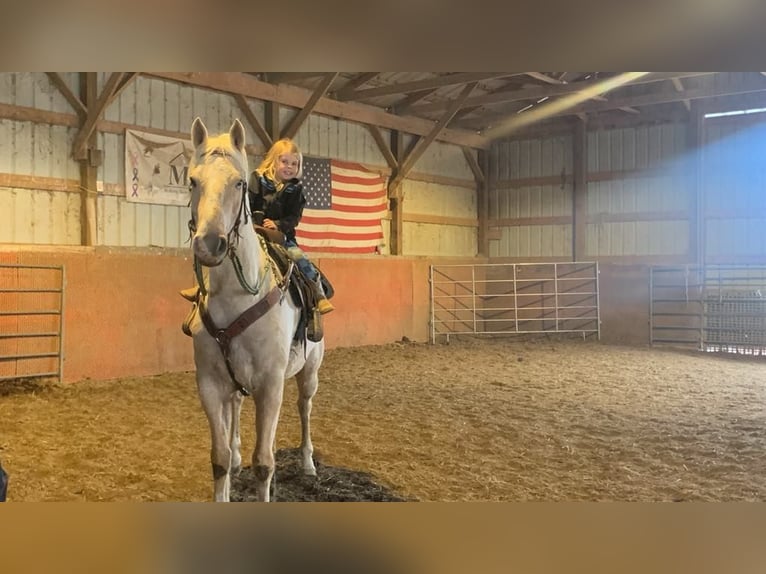 American Quarter Horse Ruin 7 Jaar 152 cm Palomino in FORDSVILLE, KY