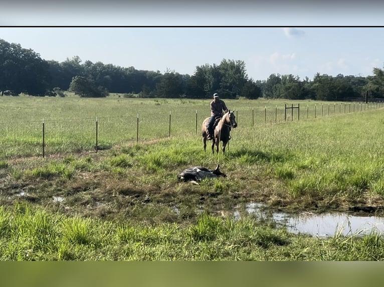 American Quarter Horse Ruin 7 Jaar 152 cm Palomino in Bloomburg, TX