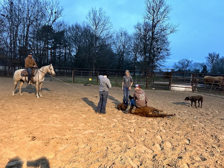 American Quarter Horse Ruin 7 Jaar 152 cm Palomino in Bloomburg, TX