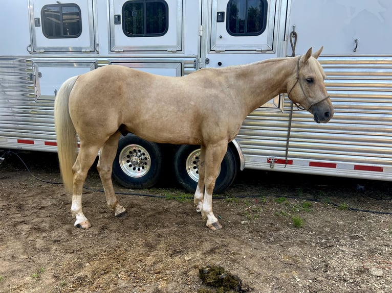 American Quarter Horse Ruin 7 Jaar 152 cm Palomino in Bloomburg, TX