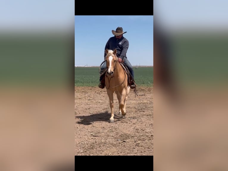 American Quarter Horse Ruin 7 Jaar 152 cm Palomino in Dalhart