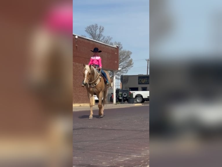 American Quarter Horse Ruin 7 Jaar 152 cm Palomino in Dalhart