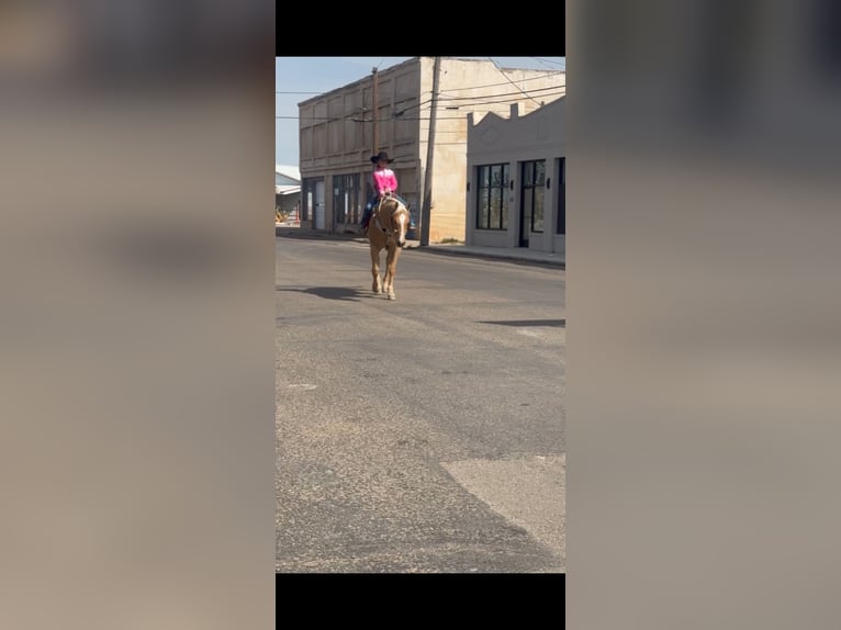 American Quarter Horse Ruin 7 Jaar 152 cm Palomino in Dalhart