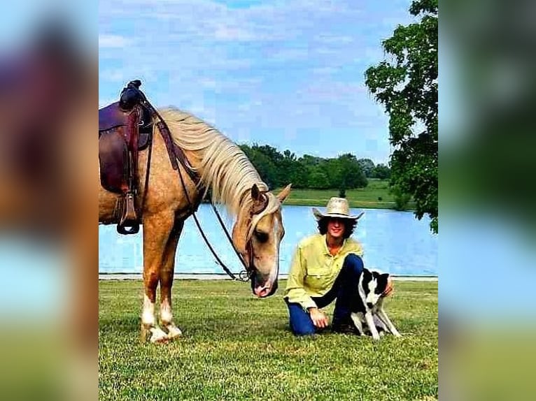 American Quarter Horse Ruin 7 Jaar 152 cm Palomino in LaCyngne, KS