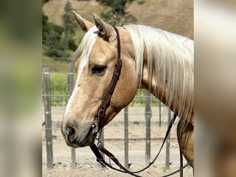 American Quarter Horse Ruin 7 Jaar 152 cm Palomino in Paicines CA