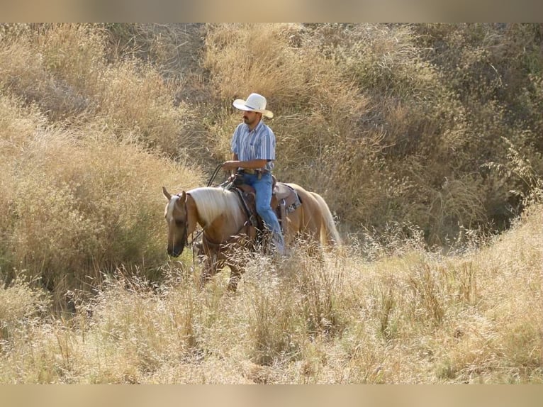 American Quarter Horse Ruin 7 Jaar 152 cm Palomino in Paicines CA