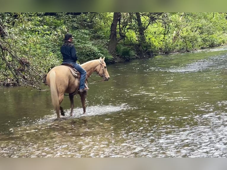 American Quarter Horse Ruin 7 Jaar 152 cm Palomino in Paicines CA