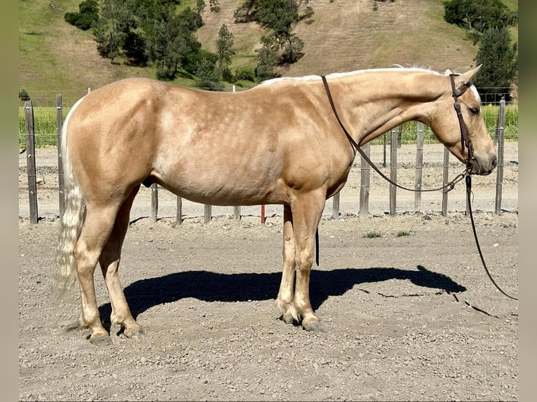 American Quarter Horse Ruin 7 Jaar 152 cm Palomino in Paicines CA