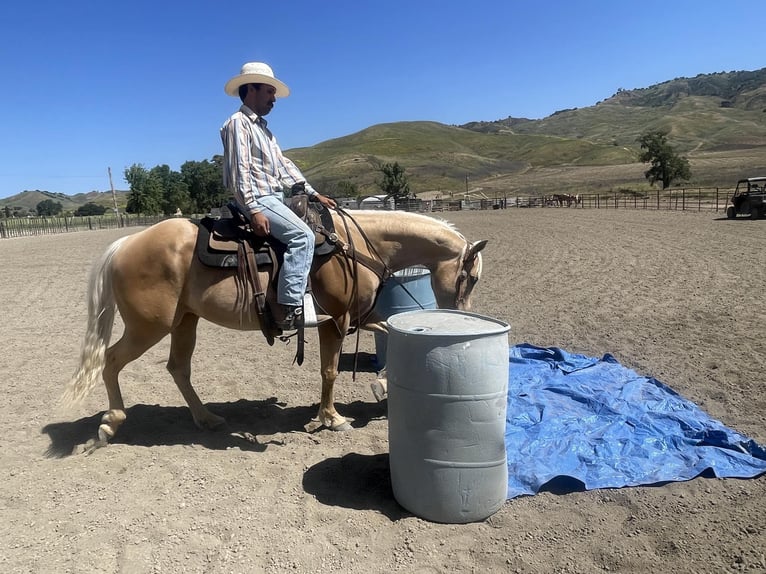 American Quarter Horse Ruin 7 Jaar 152 cm Palomino in Paicines CA