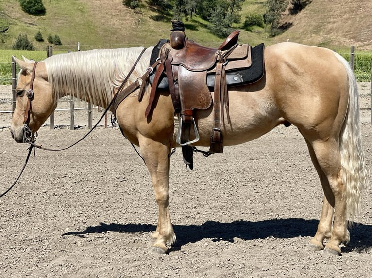 American Quarter Horse Ruin 7 Jaar 152 cm Palomino in Paicines CA