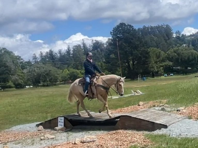 American Quarter Horse Ruin 7 Jaar 152 cm Palomino in Paicines CA