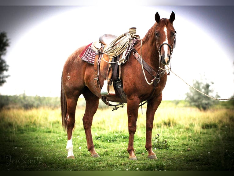 American Quarter Horse Ruin 7 Jaar 152 cm in Homedale