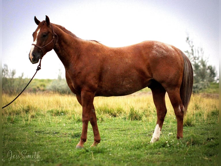 American Quarter Horse Ruin 7 Jaar 152 cm in Homedale