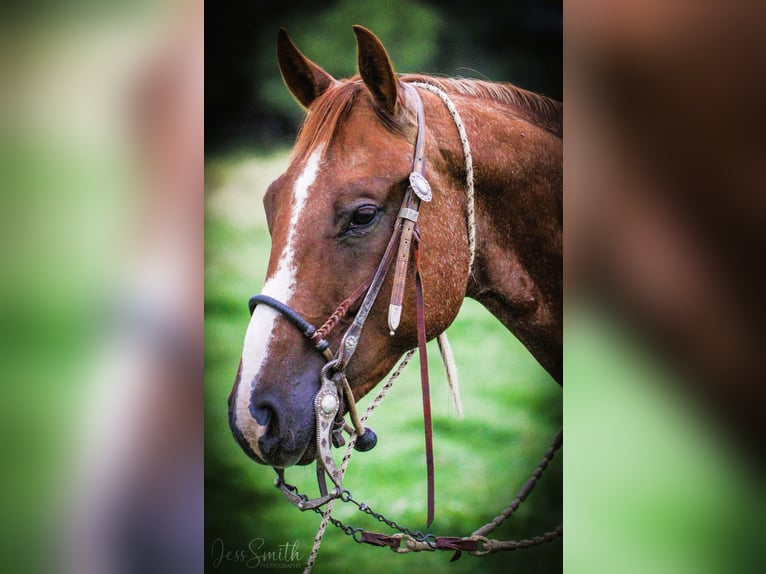 American Quarter Horse Ruin 7 Jaar 152 cm in Homedale