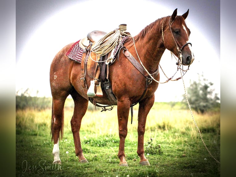 American Quarter Horse Ruin 7 Jaar 152 cm in Homedale