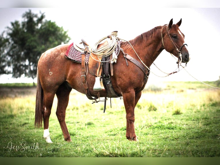 American Quarter Horse Ruin 7 Jaar 152 cm in Homedale
