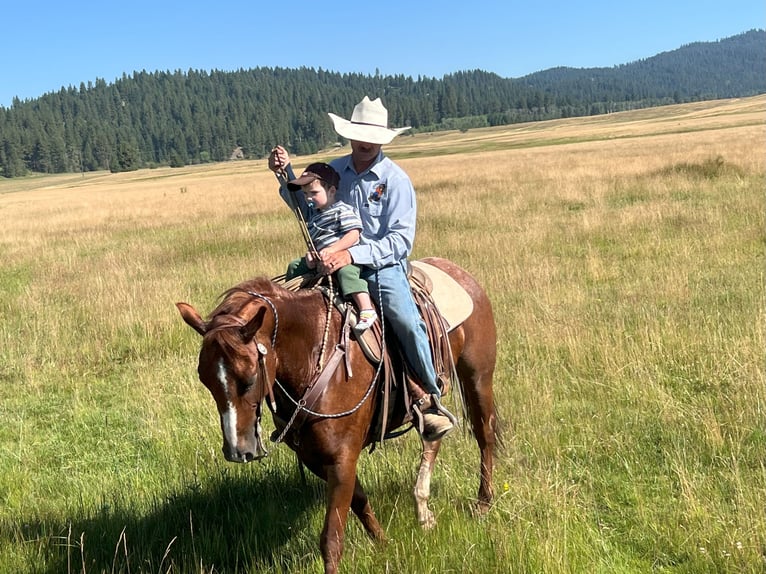American Quarter Horse Ruin 7 Jaar 152 cm in Homedale