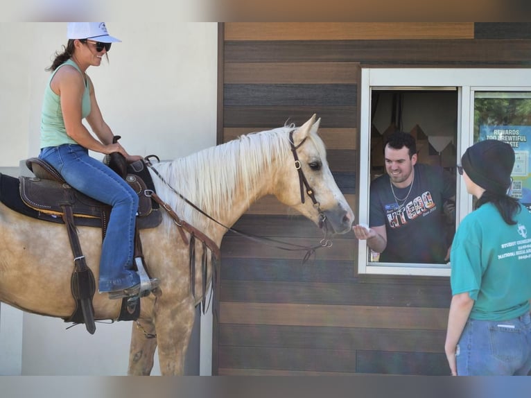 American Quarter Horse Ruin 7 Jaar 152 cm in Stephenville, TX